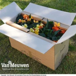 Geranium 'Balcon Mix' Pre-Planted Basket -US Garden Supplies Sales 2024 VM20PrePlantedBasketArrive6