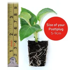 White Basket Duo Collection 7 White Basket Duo Collection -US Garden Supplies Sales 2024 VM20postiplugsize107