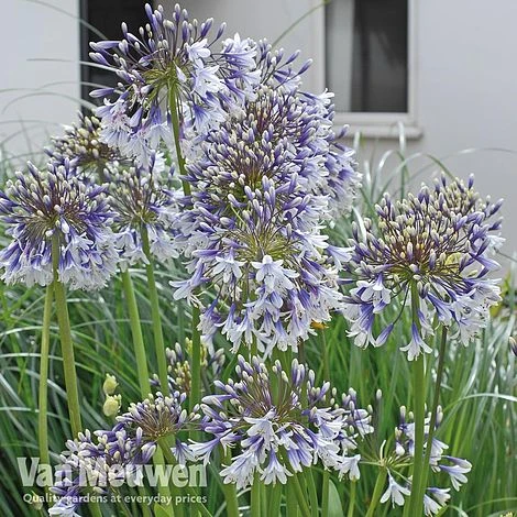 Agapanthus 'Fireworks' 7 Agapanthus 'Fireworks' - Image 7