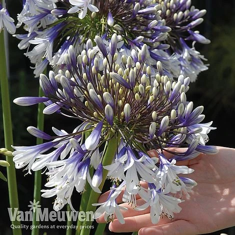 Agapanthus 'Fireworks' 9 Agapanthus 'Fireworks' - Image 9