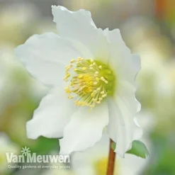 Hellebore 'Christmas Rose' 9 Hellebore 'Christmas Rose' -US Garden Supplies Sales 2024 VM Copyright Image Example21