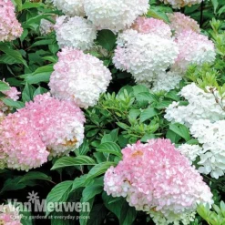 Hydrangea Paniculata 'Vanille Fraise' 11 Hydrangea Paniculata 'Vanille Fraise' -US Garden Supplies Sales 2024 VMvan2