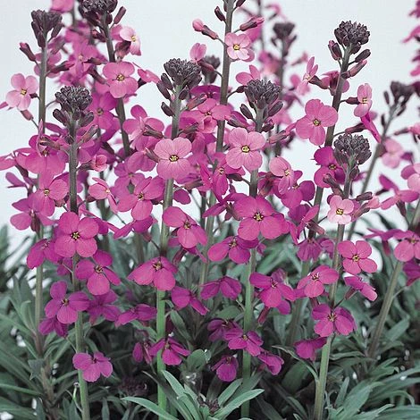 Wallflower 'Bowles's Mauve' 1 Wallflower 'Bowles's Mauve'