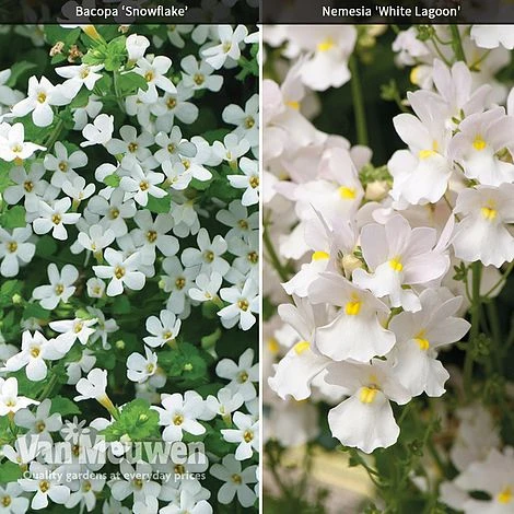 White Basket Duo Collection 1 White Basket Duo Collection