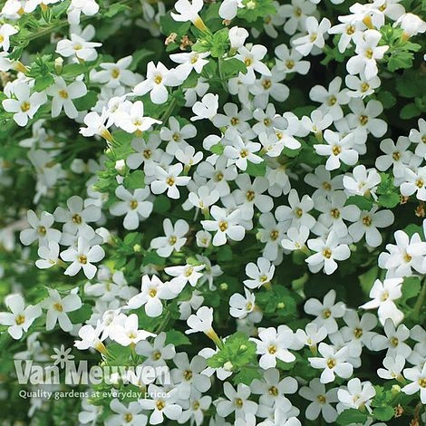 White Basket Duo Collection 2 White Basket Duo Collection - Image 2