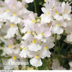 White Basket Duo Collection 6 White Basket Duo Collection -US Garden Supplies Sales 2024 WHIT V17021 C