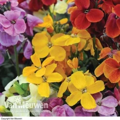 Wallflower 'Sugar Rush' Mix -US Garden Supplies Sales 2024 Wallflower Sugar Rush