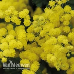 Acacia Dealbata -US Garden Supplies Sales 2024 acacia dealbata mimosa 4