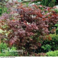 Acer Palmatum 'Atropurpureum' 7 Acer Palmatum 'Atropurpureum' -US Garden Supplies Sales 2024 acer atrop22