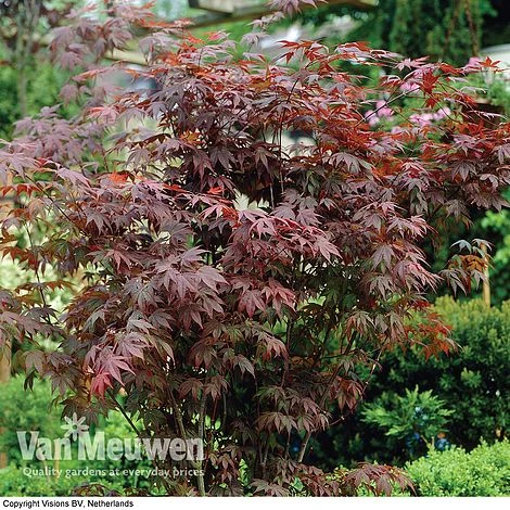 Acer Palmatum 'Atropurpureum' 3 Acer Palmatum 'Atropurpureum' - Image 3