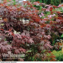 Acer Palmatum 'Atropurpureum' 8 Acer Palmatum 'Atropurpureum' -US Garden Supplies Sales 2024 acer atrop32