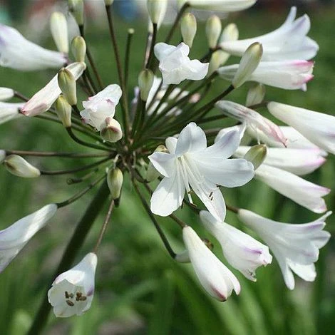 Agapanthus Africanus 'Albus' 2 Agapanthus Africanus 'Albus' - Image 2