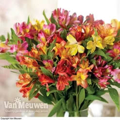 Alstroemeria 'Garden Hybrids' 5 Alstroemeria 'Garden Hybrids' -US Garden Supplies Sales 2024 alst gard hyb3