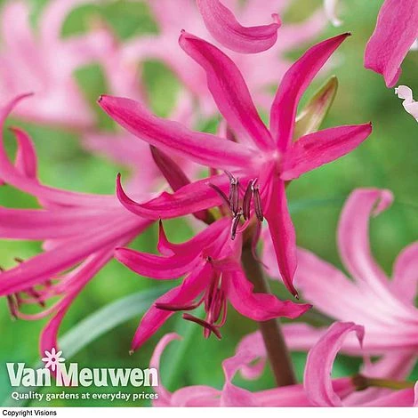 Amarine 'BellaDiva Mixed' 2 Amarine 'BellaDiva Mixed' - Image 2