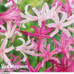 Amarine 'BellaDiva Mixed' 10 Amarine 'BellaDiva Mixed' -US Garden Supplies Sales 2024 amar v73282 d