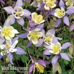 Garden Ready Perennial Collection 9 Garden Ready Perennial Collection -US Garden Supplies Sales 2024 aquilegia