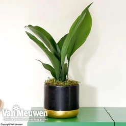 Aspidistra Elatior (House Plant) -US Garden Supplies Sales 2024 aspi vka2850 d
