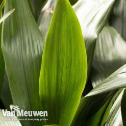 Aspidistra Elatior (House Plant) -US Garden Supplies Sales 2024 aspi vka2850 e