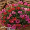 Geranium 'Balcon Mix' Pre-Planted Basket