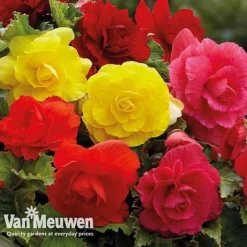 Begonia 'Double Flowered Mixed' -US Garden Supplies Sales 2024 bego 12544 d