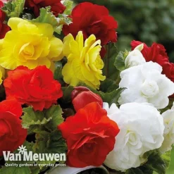 Begonia 'Double Flowered Mixed' -US Garden Supplies Sales 2024 bego 12544 e