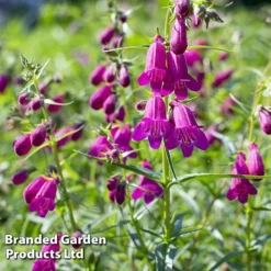 Penstemon 'Ice Cream Collection' -US Garden Supplies Sales 2024 blckberries
