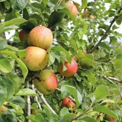 Apple Bramleys Seedling -US Garden Supplies Sales 2024 bram