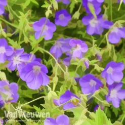 Geranium 'Brookside' -US Garden Supplies Sales 2024 brook
