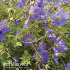 Geranium 'Brookside' -US Garden Supplies Sales 2024 brooks4
