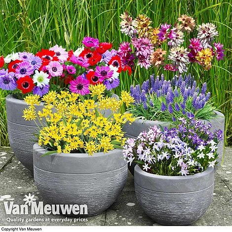 Bumper Spring Bulb Collection 1 Bumper Spring Bulb Collection