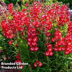 Penstemon 'Ice Cream Collection' -US Garden Supplies Sales 2024 cherry1