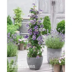 Clematis Florida 'Taiga' -US Garden Supplies Sales 2024 clematis3