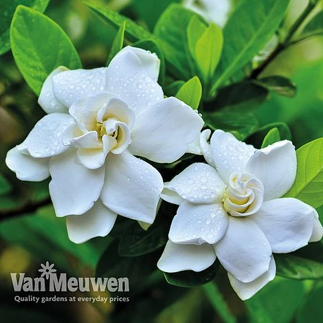 Gardenia 'Crown Jewels' 1 Gardenia 'Crown Jewels'
