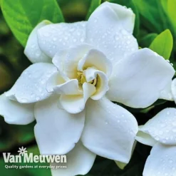 Gardenia 'Crown Jewels' 9 Gardenia 'Crown Jewels' -US Garden Supplies Sales 2024 crownjewels4
