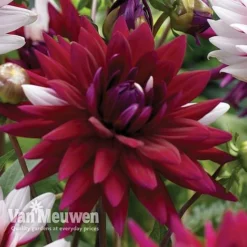 Dahlia 'Rebecca's World' -US Garden Supplies Sales 2024 dahl 70042v C