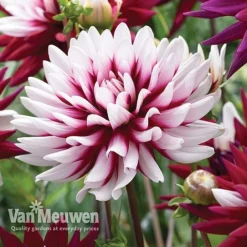 Dahlia 'Rebecca's World' -US Garden Supplies Sales 2024 dahl 70042v D