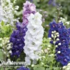 Delphinium Hybridum 'Magic Fountains Mixed'