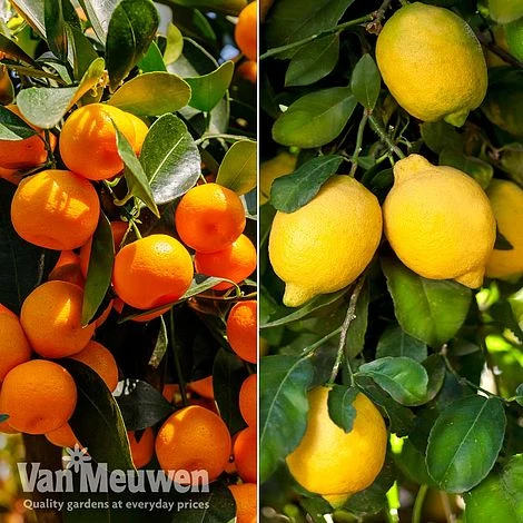 Citrus Tree Collection 1 Citrus Tree Collection