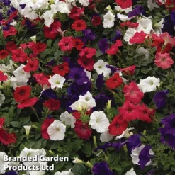 Petunia 'Easy Wave Union Jack Mix' -US Garden Supplies Sales 2024 flag3