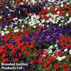 Petunia 'Easy Wave Union Jack Mix' -US Garden Supplies Sales 2024 flag4