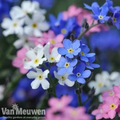 Forget-Me-Not 'Sylva Mixed' (Garden Ready) -US Garden Supplies Sales 2024 forget 2