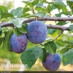 Patio Fruit Tree Collection -US Garden Supplies Sales 2024 fruit3
