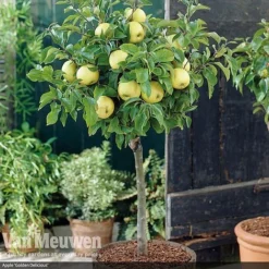 Patio Fruit Tree Collection -US Garden Supplies Sales 2024 fruit5