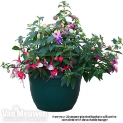 Fuchsia Trailing Pre-Planted Basket -US Garden Supplies Sales 2024 fuch vm