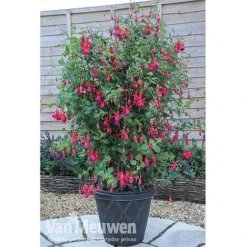 Fuchsia 'Fusion' -US Garden Supplies Sales 2024 fuch3