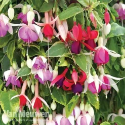 Fuchsia Trailing Pre-Planted Basket -US Garden Supplies Sales 2024 fuchtrail