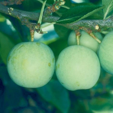 Gage 'Old Green Gage' 2 Gage 'Old Green Gage' - Image 2