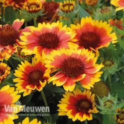 Gaillardia 'Arizona Sun' -US Garden Supplies Sales 2024 gail v17402 C