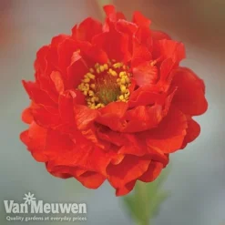 Garden Ready Perennial Collection 8 Garden Ready Perennial Collection -US Garden Supplies Sales 2024 geum1