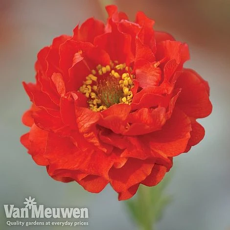 Garden Ready Perennial Collection 4 Garden Ready Perennial Collection - Image 4